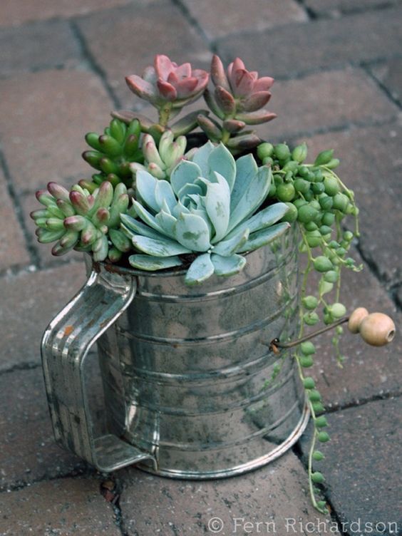 Flour Sifter turned Succulent Planter